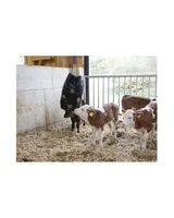 KERBL Hay Bag Schwarz Small   kavalio - für mich und mein Pferd - Schwarz - Bild 2